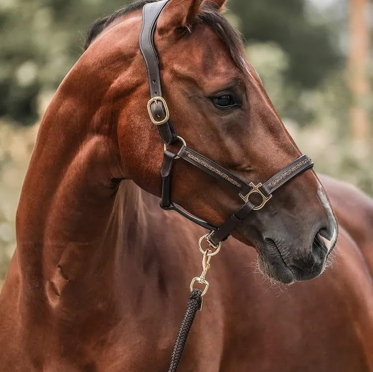 EquiTrend | 2025 Advent Calendar for Horse Lovers