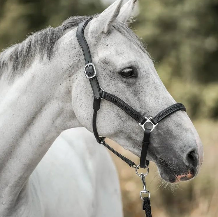 EquiTrend | 2025 Advent Calendar for Horse Lovers
