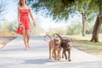 Dual Dog Flexi Lead